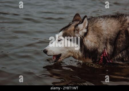 Husky ist mit den Füßen im See und trinkt Wasser. Süßer grau-weißer Husky in einem Teich. Ein Hund mit dickem Pelz spaziert im Fluss. Stockfoto