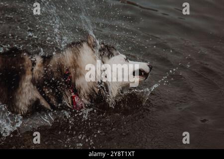 Süßer grau-weißer Husky in einem Teich. Ein Hund mit dickem Pelz schwimmt im Wasser. Husky schwimmt im See. Stockfoto