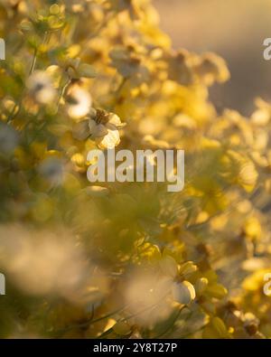 Gelbe Wildblumen leuchten während der goldenen Stunde Stockfoto