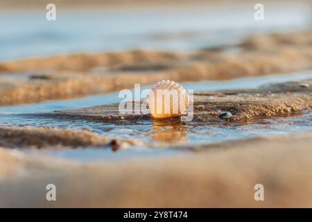 Muscheln liegen auf nassem Sand und sanftem Wasser in der Nähe. Stockfoto