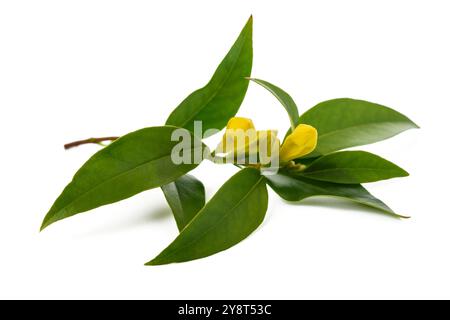 Gelsemium sempervirens auf weißem Hintergrund Stockfoto