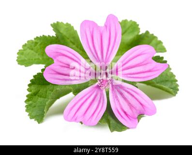 Malveblüte mit Blatt isoliert auf weißem Hintergrund Stockfoto