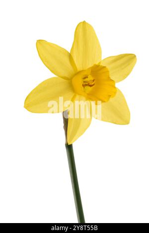 Gelbe Daffodil Blume isoliert auf weißem Hintergrund Stockfoto