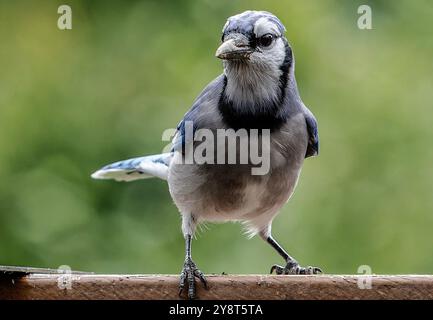 Ein Bluejay kommt an Deck an Stockfoto