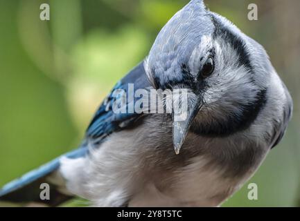 Ein Bluejay kommt an Deck an Stockfoto