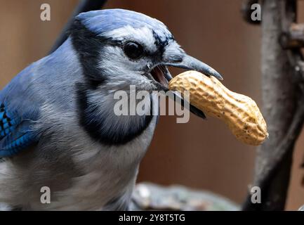 Ein Bluejay kommt an Deck an Stockfoto