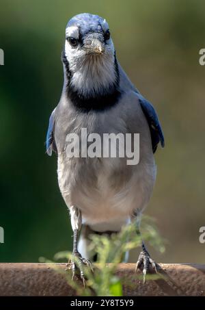 Ein Bluejay kommt an Deck an Stockfoto