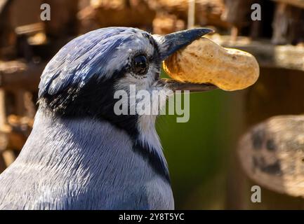 Ein Bluejay kommt an Deck an Stockfoto