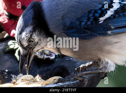 Ein Bluejay kommt an Deck an Stockfoto