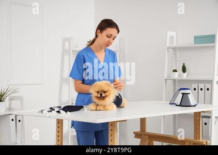 Tierärztin, die nach der Sterilisation in der Klinik den Pommerschen Hund in Genesungsanzug trägt Stockfoto