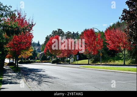 City tree lined streets of beautiful autumn colour with trees starting to change in fall Stock Photo