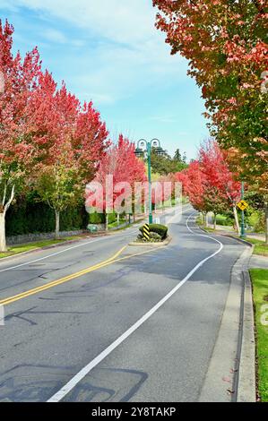 City tree lined streets of beautiful autumn colour with trees starting to change in fall Stock Photo