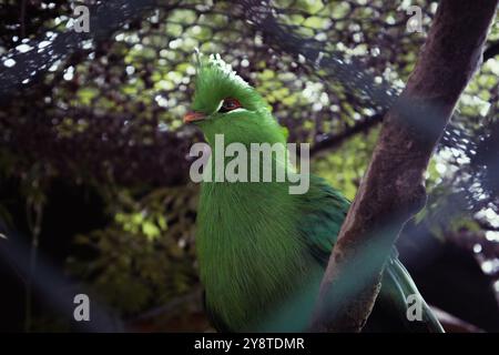 Der Park der Villa Pallavicino befindet sich in Stresa (Italien). Mit 18 Hektar Land ist es eines der attraktivsten Reiseziele am Lago Maggiore. Stockfoto