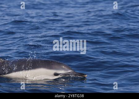 Delfin, Kantabrisches Meer, Baskenland, Spanien, Europa Stockfoto