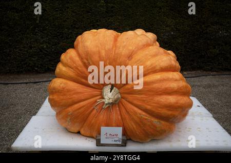 Platz, Wettbewerb, Gewinner, Preis, Gewicht 688 kg, Kürbisausstellung, Kürbisse, Blaues Barock, Ludwigsburg, Baden-Württemberg, Deutschland, Europ Stockfoto