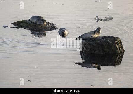 Robben auf Felsen im Wasser, Midtholmen Island, nahe NY-Alesund, Kongsfjord, Spitzbergen, Svalbard und Jan Mayen Archipel, Norwegen, Europa Stockfoto