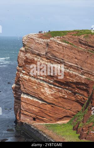 Roter Sandstein, steile Klippenküste der vor der Küste gelegenen Insel Helgoland, Heimat der Tölpel, Helgolaender Oberland, Nordsee, Pinneberg Stockfoto