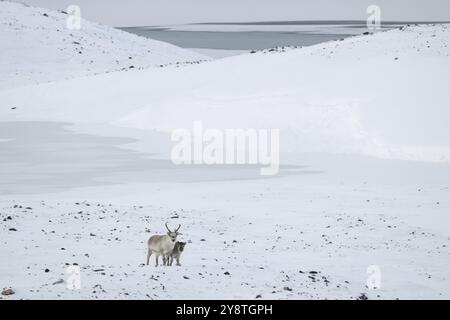 Spitzbergen Rentier mit Kalb in einer winterlich verschneiten Landschaft, Snaddvika Bay, Murchisonfjord, Svalbard und Jan Mayen Archipel, Norwegen, Europa Stockfoto