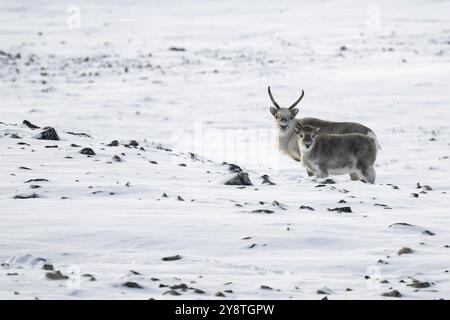 Spitzbergen Rentier mit Kalb in einer winterlich verschneiten Landschaft, Snaddvika Bay, Murchisonfjord, Svalbard und Jan Mayen Archipel, Norwegen, Europa Stockfoto