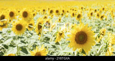 Sonnenblumenfeld in Italien. Malerische Landschaft in der Toskana mit tiefblauem Himmel Stockfoto