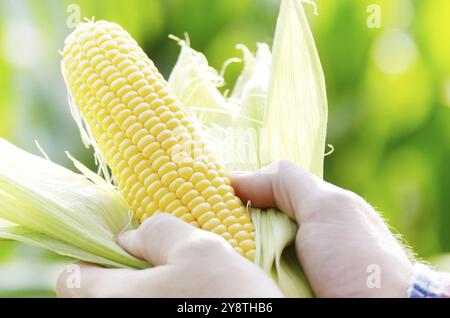 Ernte bereit ausgepackten Maiskolben in Farmer's Hände closeup Stockfoto