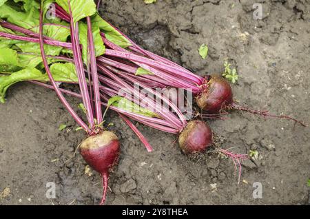 Ansicht von oben Einfach Rote Rüben auf dem Gartenboden Stockfoto