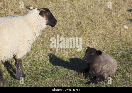 Schafe in Le Hourdel, Somme, Hauts-de-France, Frankreich, Europa Stockfoto