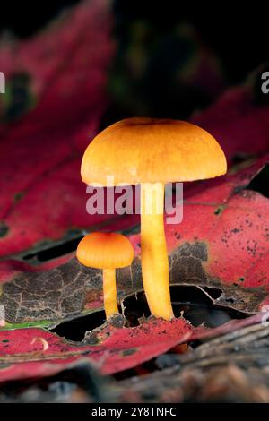 Zwei winzige Pilze, die zwischen Herbstblättern wachsen - Brevard, North Carolina, USA Stockfoto