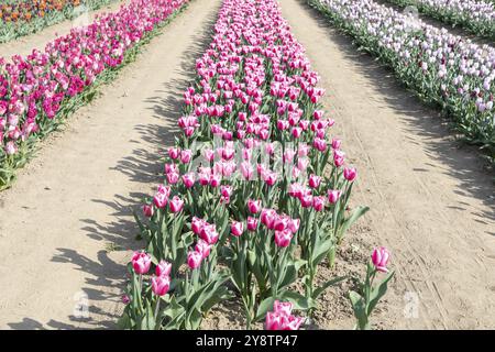 Blühendes Tulpenfeld in Holland, Frühling, schöner mehrfarbiger Hintergrund, Sonnenlicht Stockfoto