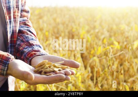 Ernte bereit Soja Pads in Landwirt Hände auf Feld Hintergrund Sonnenuntergang am Abend Zeit Stockfoto
