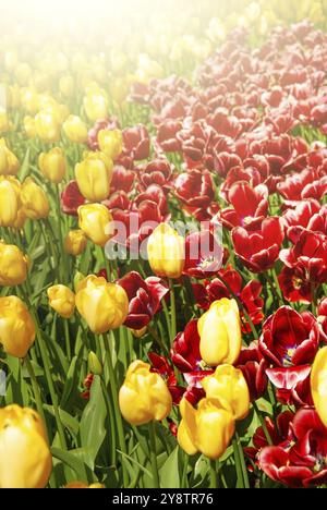 Blick auf schöne Keukenhof Park flower Rasen unter blauem Himmel während der jährlichen Ausstellung Stockfoto