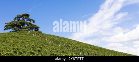 Panoramablick auf die Landschaft in der Region Piemont, Italien. Malerischer Weinberg in der Nähe von Barolo Stockfoto