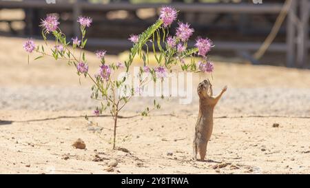 Eine wüste prairie dog reicht bis einen Snack an einem heißen Tag in New York zu ergreifen Stockfoto