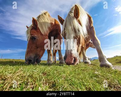 Zwei Pferde auf einem Präriekopf Nahaufnahme Stockfoto
