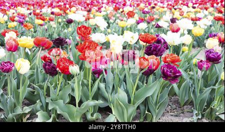 Blühendes Tulpenfeld in Holland, Frühling, schöner mehrfarbiger Hintergrund, Sonnenlicht Stockfoto