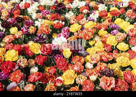Blühendes Tulpenfeld in Holland, Frühling, schöner mehrfarbiger Hintergrund, Sonnenlicht Stockfoto