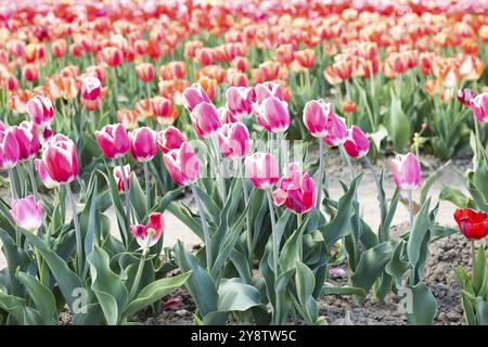 Blühendes Tulpenfeld in Holland, Frühling, schöner mehrfarbiger Hintergrund, Sonnenlicht Stockfoto