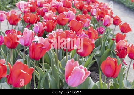 Blühendes Tulpenfeld in Holland, Frühling, schöner mehrfarbiger Hintergrund, Sonnenlicht Stockfoto