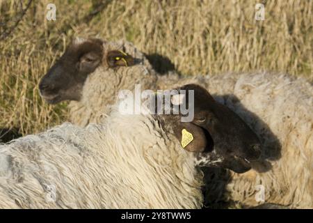 Schafe in Le Hourdel, Somme, Hauts-de-France, Frankreich, Europa Stockfoto