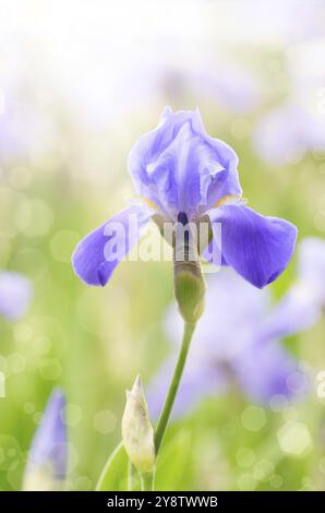 Violett Iris. Schönen Garten Blume Nahaufnahme auf grünem Hintergrund Stockfoto
