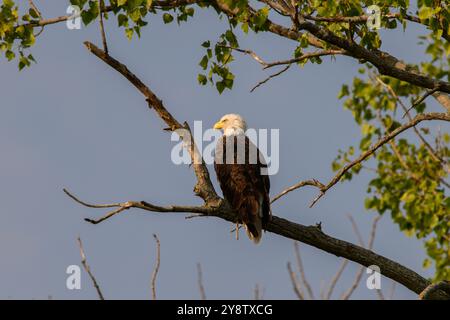 Adler sitzt auf einem Ast im Baum Stockfoto