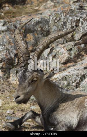 Bergziege, La pena de Francia, Salamanca, Castilla y Leon, Spanien, Europa Stockfoto