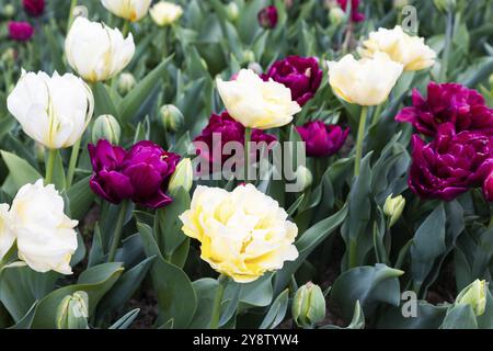 Blühendes Tulpenfeld in Holland, Frühling, schöner mehrfarbiger Hintergrund, Sonnenlicht Stockfoto