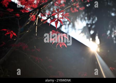 Rote Acer Blätter gegen Sonnenuntergang Sonnenlicht am Nachmittag im Garten Stockfoto