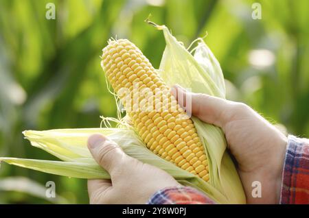 Ernte bereit ausgepackten Maiskolben in Farmer's Hände closeup Stockfoto