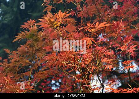 Rote Acer-Blätter wie Blume Blüte am sonnigen Nachmittag im Garten Stockfoto