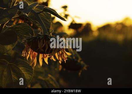 Nahaufnahme dramatische Aussicht auf Sonnenblumen, die im Sommer abends beleuchtet werden Stockfoto