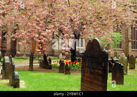 Die Kirschblüten des Frühlings säumen die historischen Gräber der Trinity Church in New York City Stockfoto