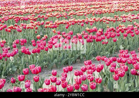 Blühendes Tulpenfeld in Holland, Frühling, schöner mehrfarbiger Hintergrund, Sonnenlicht Stockfoto