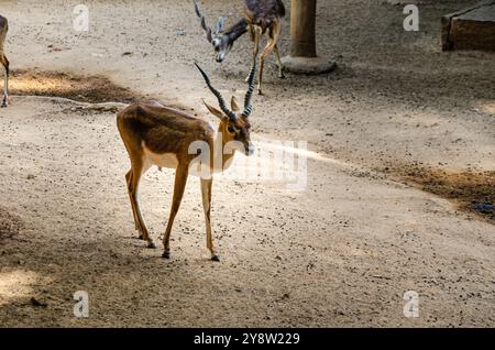 Der Schwarzbock (Antilope cervicapra), auch als indische Antilope bekannt Stockfoto